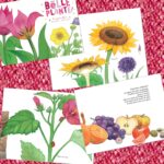 Belle plante Marguerite