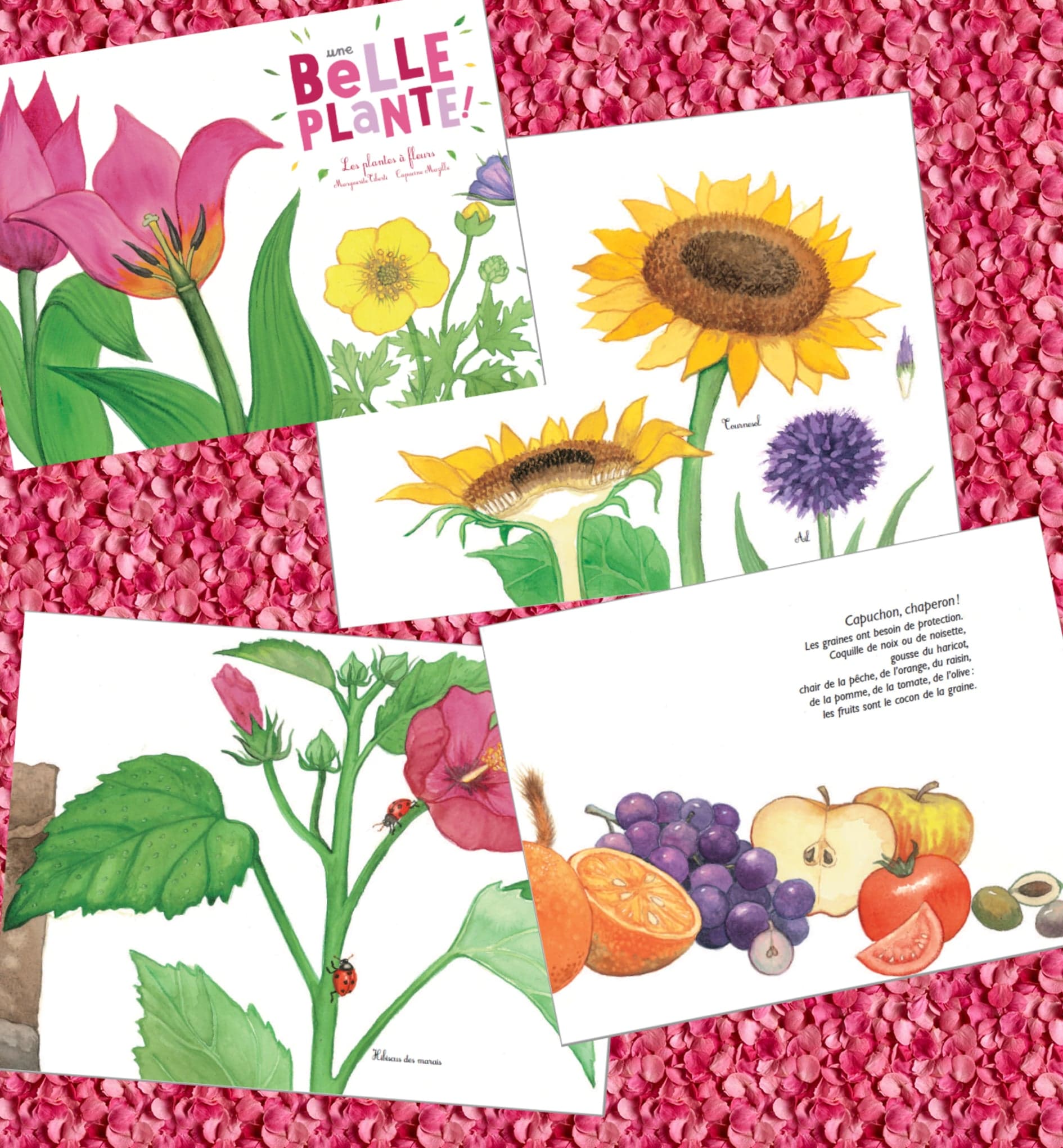 Belle plante Marguerite