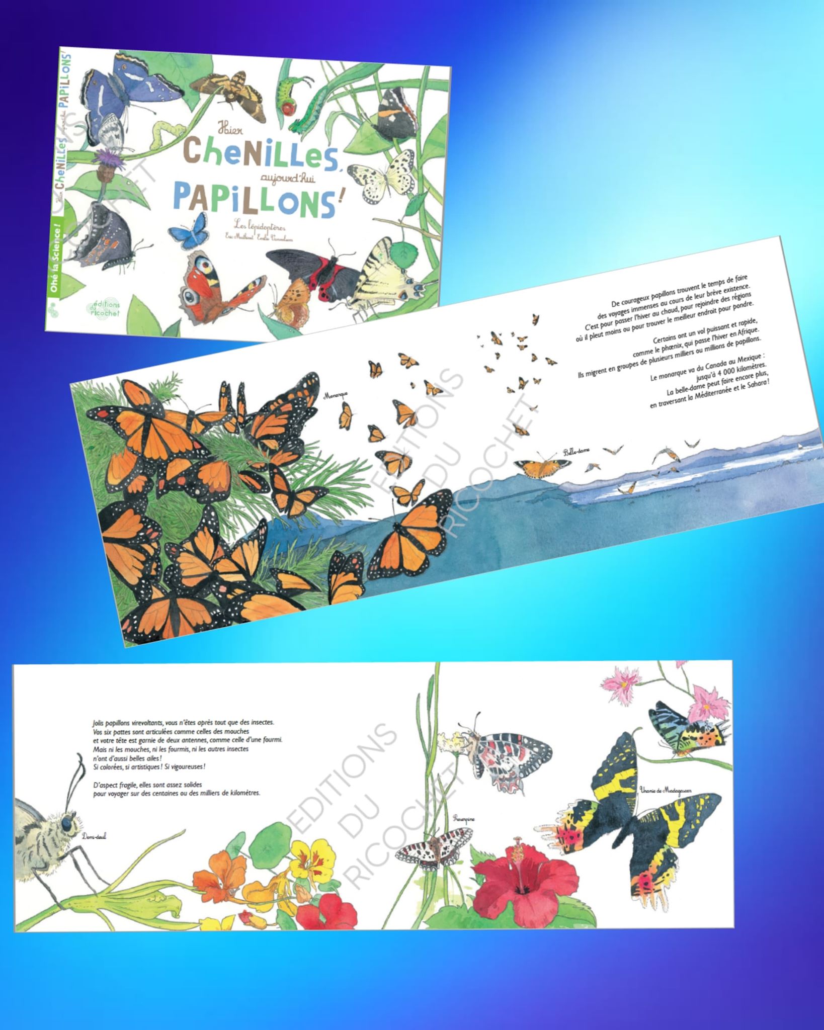 Hier chenilles, aujourd&rsquo;hui papillons !