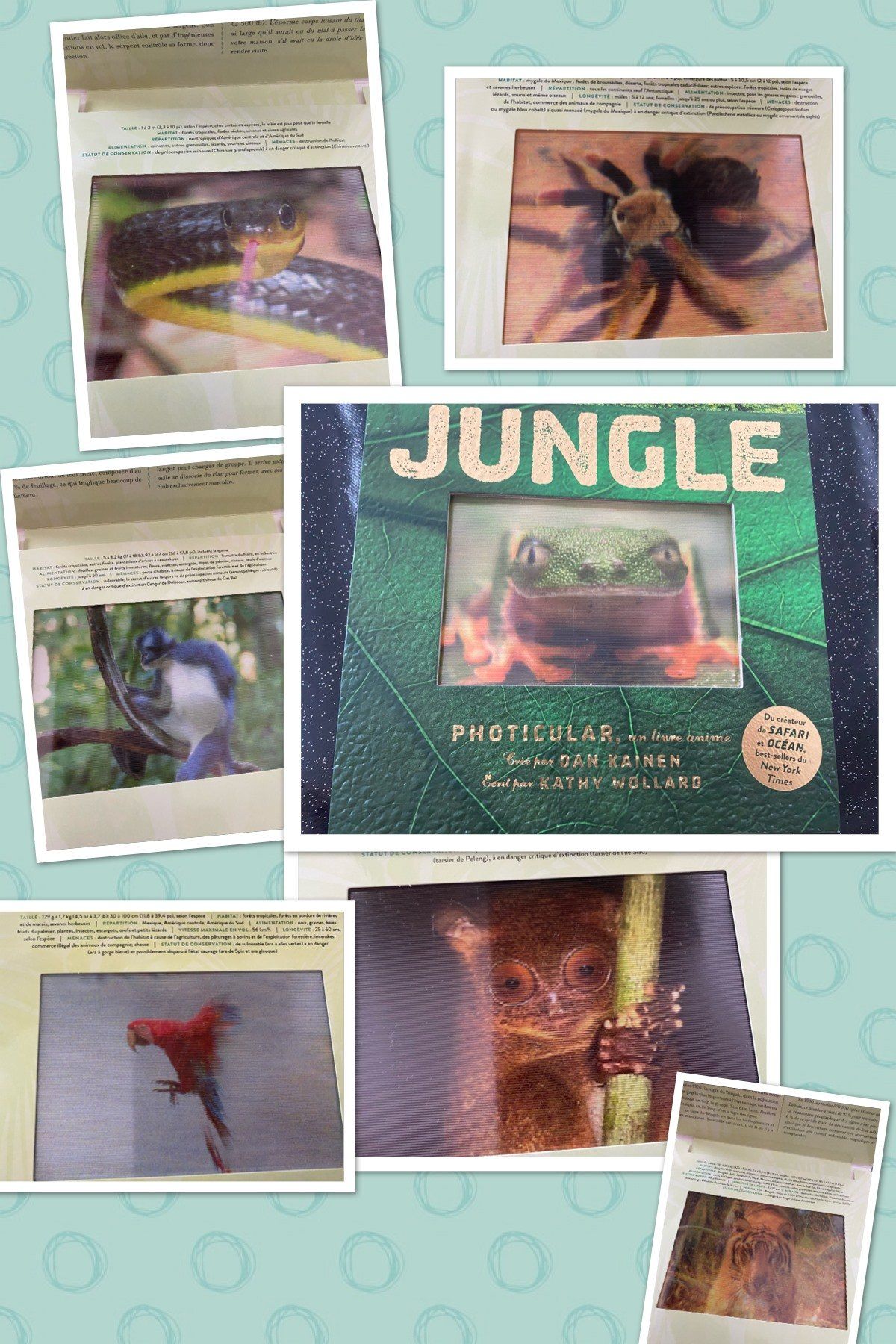 Jungle