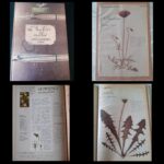 L’herbier oublié : Secrets de plantes retrouvés