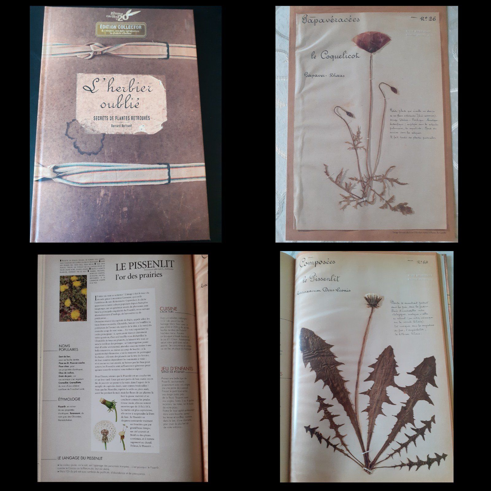 L’herbier oublié : Secrets de plantes retrouvés