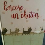 Encore un chaton…